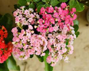 长寿花超全大养护，养爆盆的秘密，全在这里