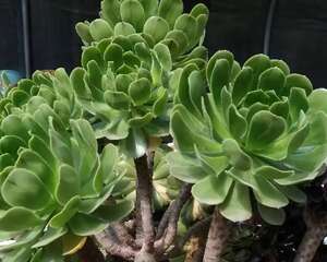 几块钱的小苗，邻居1年养成老桩，给1000块都不卖！