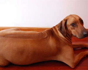 罗得西亚脊背犬的养护知识