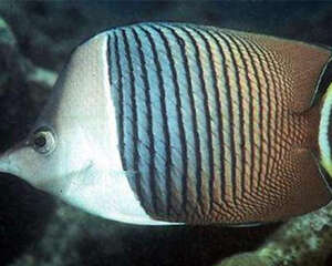 中白蝴蝶鱼的外形特点