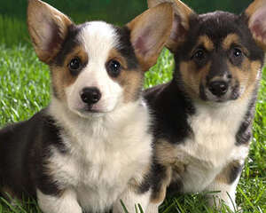 幼犬在饮食方面需注意什么