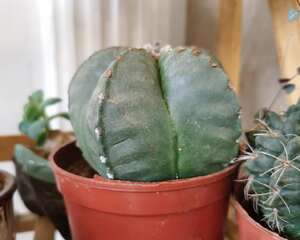 仙人球开花有什么说法