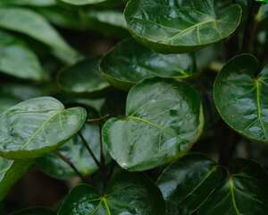 福禄桐的繁殖方法