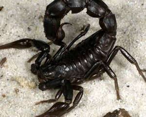 养蝎时要注意哪些问题