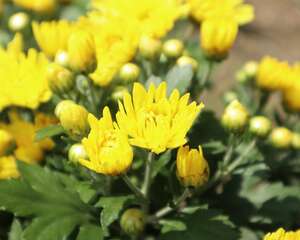 菊花寓意什么意思