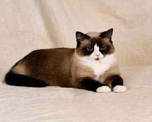 雪鞋猫好养吗？雪鞋猫饲养