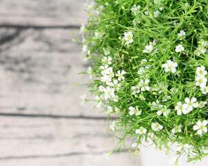 满天星秋天怎么养