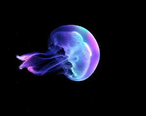 海月水母的饲养要点