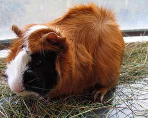 荷兰猪晒太阳要掌握好时间