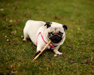 巴哥犬多久洗一次澡