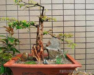 我的雀梅盆景