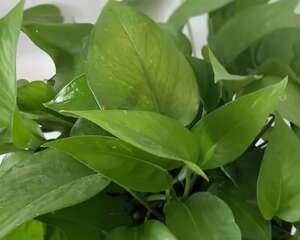 垃圾桶捡盆它，剪一剪立马活，再也不用买花了！