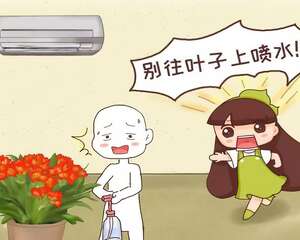这花冬天别喷水，一喷就烂叶，花苞止不住的掉！