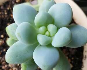 盆底垫个它，养花10年不烂根，花蹭蹭长爆盆！