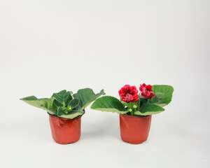 大岩桐不开花怎么回事，怎么催花