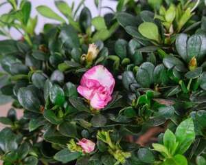 杜鹃花怎么养（家庭养法介绍）