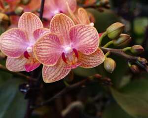 蝴蝶兰半水培的方法