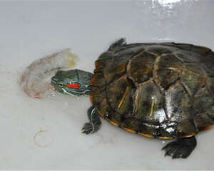 巴西龟每天吃多少东西比较合适？