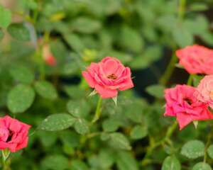 月季花冬天怎么过冬，冬天怎么剪枝
