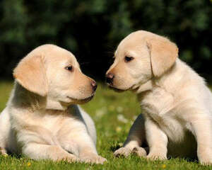 拉布拉多适应环境多长时间