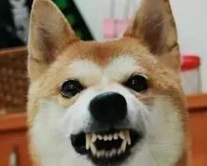 导致狗狗攻击人的原因都有哪些？