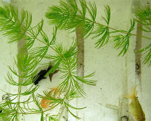 水族造景之金水藻