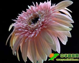 女上司生日送什么花卉比较好呢？