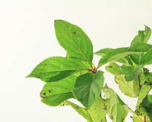 圆锥绣球的养殖方法