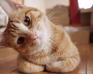 新手养猫有哪些需要注意的地方？