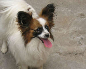 蝴蝶犬怕冷该怎么办