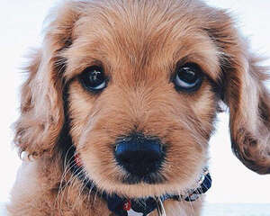 混血犬有哪些优点