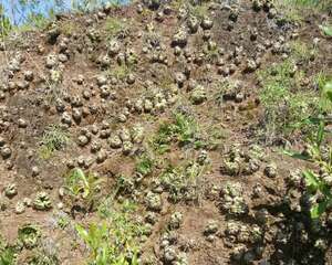 传说的九死还魂草，一晒就枯黄，水一泡就活！