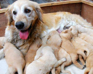 替狗狗接生需要准备些什么