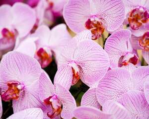 蝴蝶兰的风水作用