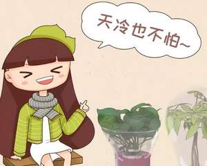 11月养花，这4点没注意，养啥花都是死！