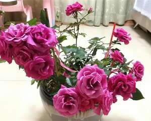公认难养的3种花，一定要这么养，才能迅速开花！