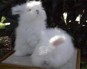 宠物兔购买须知