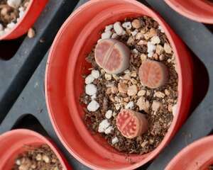 生石花怎么施肥