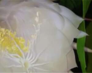 昙花