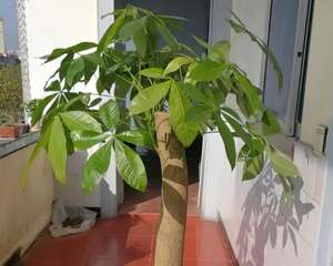 水浇多了，快把土刨掉，否则花3天必死！