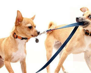 狗狗春节外出注意事项