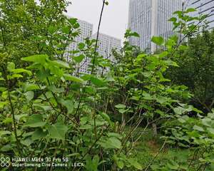 盆栽丁香花的养殖方法，丁香花需要修剪吗