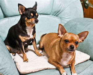 什么是狗狗分离忧郁症