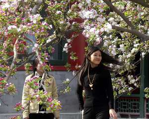 花中神仙——海棠花(图)