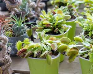 食蝇草怎么养护