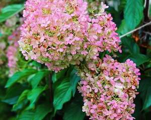 2米高的大花树，东北院子能养，零下30°冻不死！