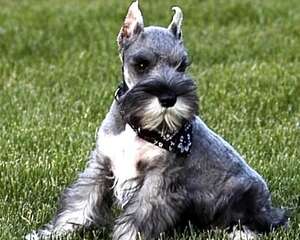 关于雪纳瑞立耳的问题