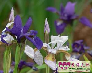 花菖蒲的花语：爱的音讯