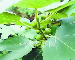 华北盐碱地无花果养护技术