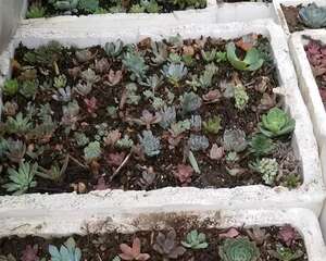 姐姐的快递箱，全部种满多肉，足足1000棵！